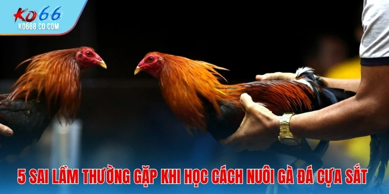 5 sai lầm thường gặp khi học cách nuôi gà đá cựa sắt