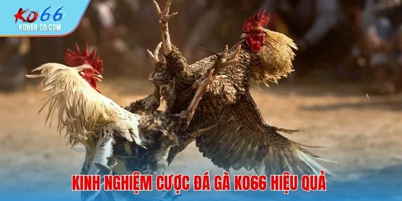 Các hình thức đá gà KO66 phổ biến được nhiều người quan tâm