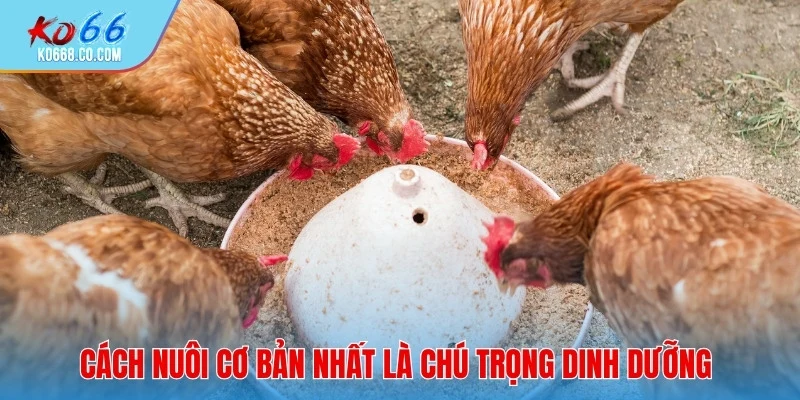 Cách nuôi gà đá cựa sắt cơ bản nhất là chú trọng dinh dưỡng
