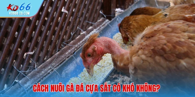 Cách nuôi gà đá cựa sắt có khó không?