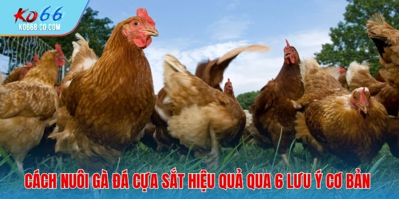 Cách nuôi gà đá cựa sắt hiệu quả qua 6 lưu ý cơ bản