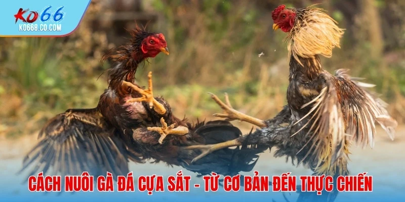 cách nuôi gà đá cựa sắt