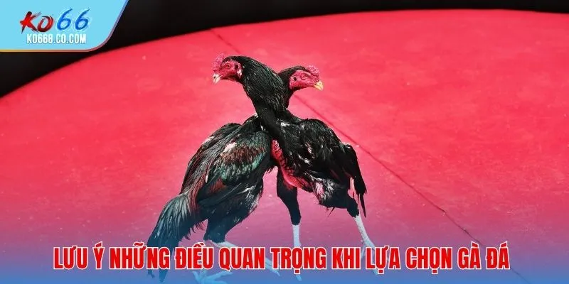 Lưu ý những điều quan trọng khi lựa chọn gà đá