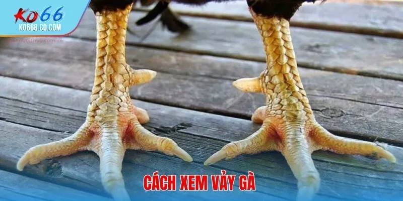cách xem vảy gà