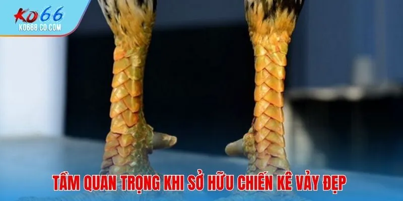 Tầm quan trọng khi sở hữu chiến kê vảy đẹp