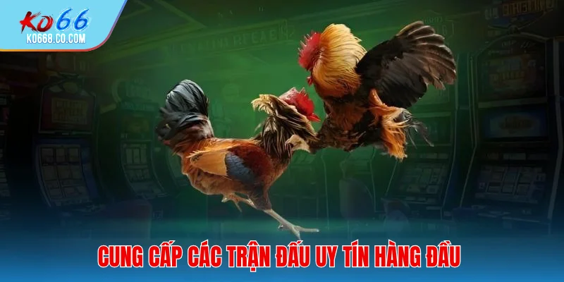 Cung cấp các trận đấu uy tín hàng đầu
