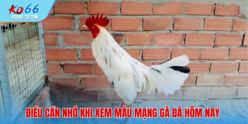 Điều cần nhớ khi xem màu mạng gà đá hôm nay