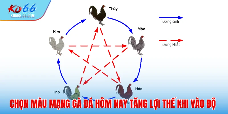 Màu mạng gà đá hôm nay