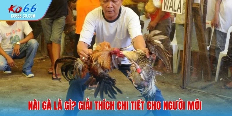 Nài gà là gì