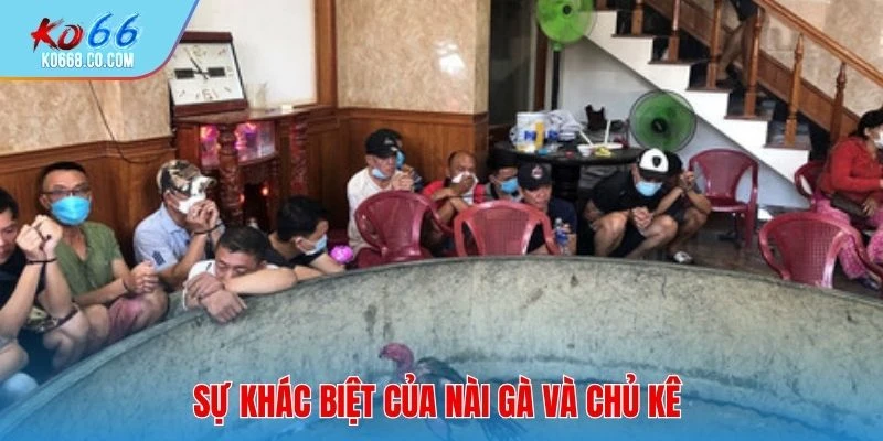 Sự khác biệt của nài gà và chủ kê