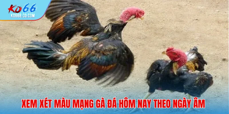 Xem xét màu mạng gà đá hôm nay theo ngày âm