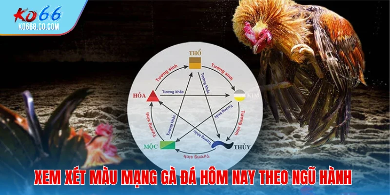 Xem xét màu mạng gà đá hôm nay theo ngũ hành